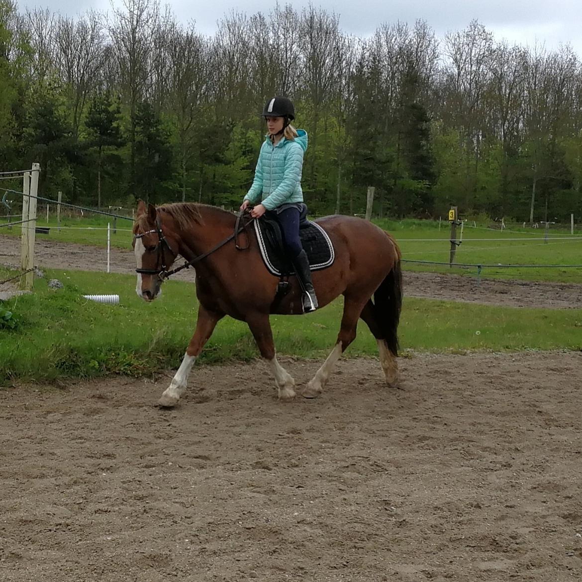 Welsh Pony af Cob-type (sec C) Pwllmelin Georgina (Blob)  - Det begynder at se rigtig fornuftigt ud med blob og laura billede 4