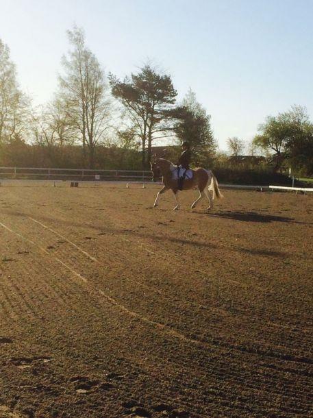 Anden særlig race Kronborggårdens Condolezza<3 billede 2