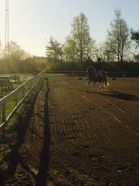 Anden særlig race Kronborggårdens Condolezza<3 billede 4