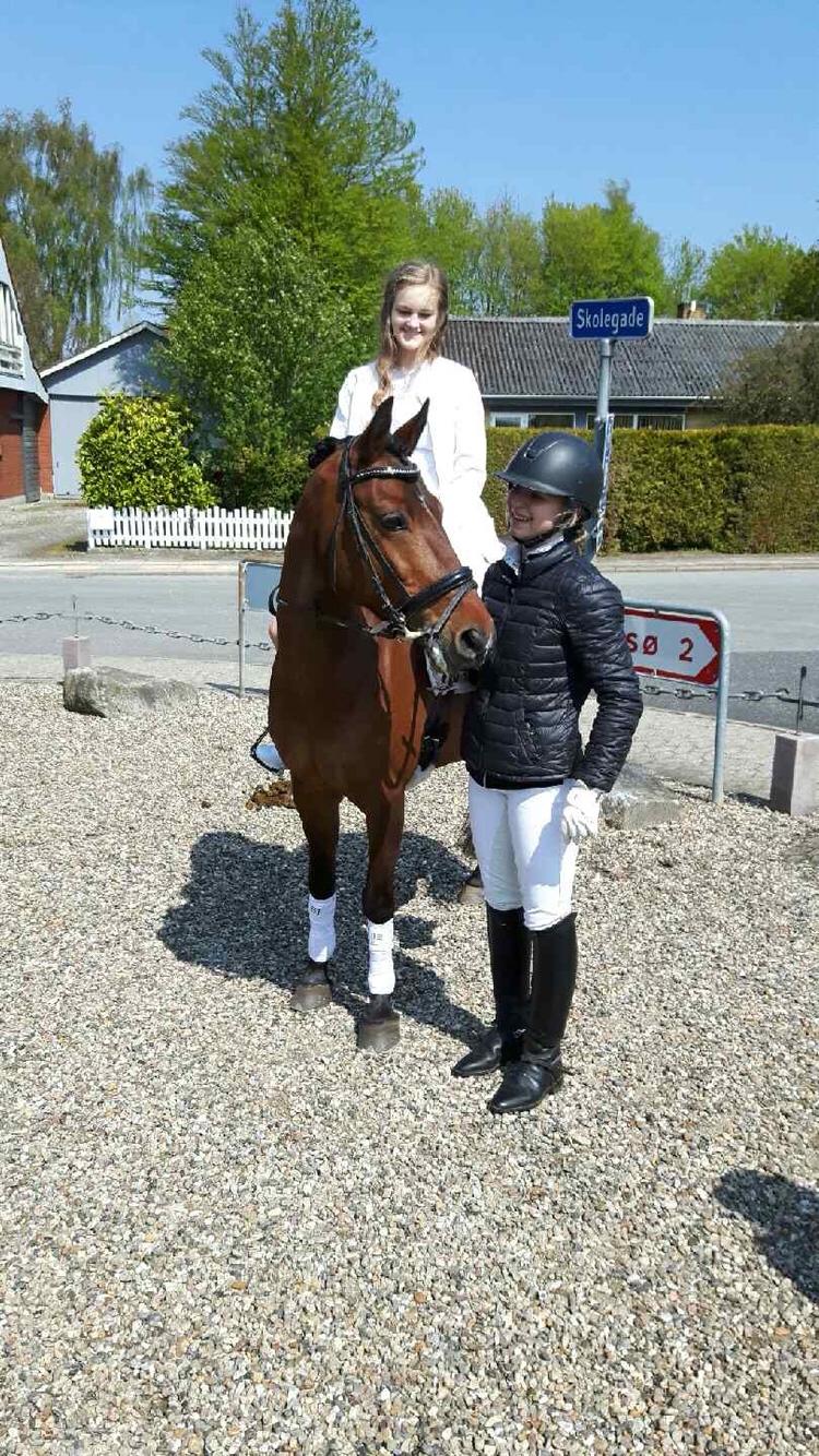 New Forest Elmholts Tudor Style (tidl. hest) billede 16