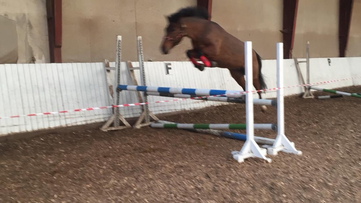 New Forest Elmholts Tudor Style (tidl. hest) billede 17