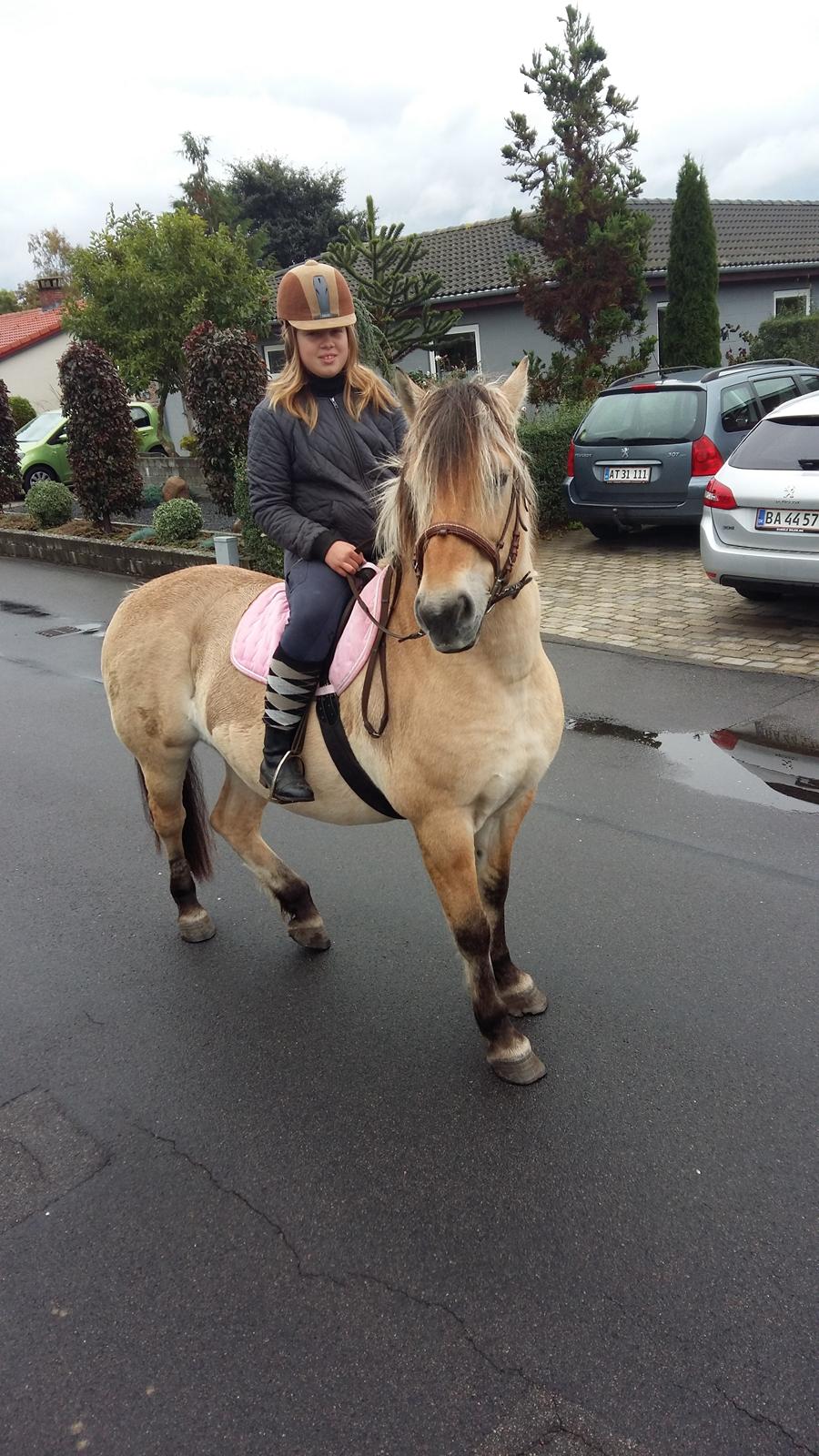 Fjordhest Tøsen  billede 13
