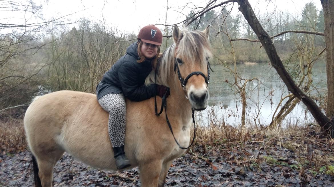 Fjordhest Tøsen  billede 14