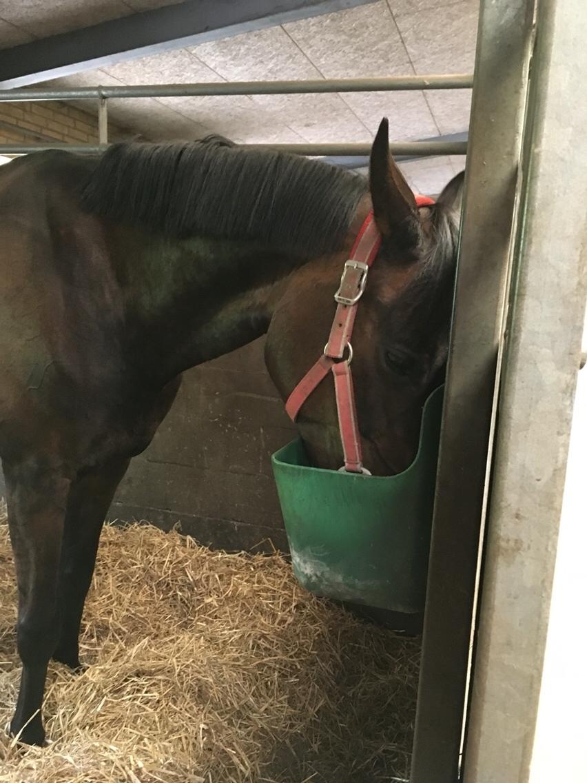 Trakehner Catwalk himmelhest billede 8