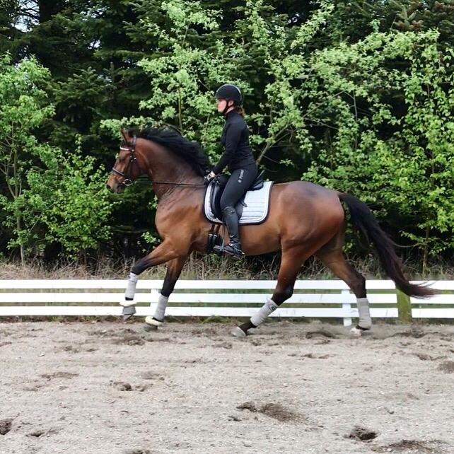 Dansk Varmblod Solbakken's Rocksley billede 18