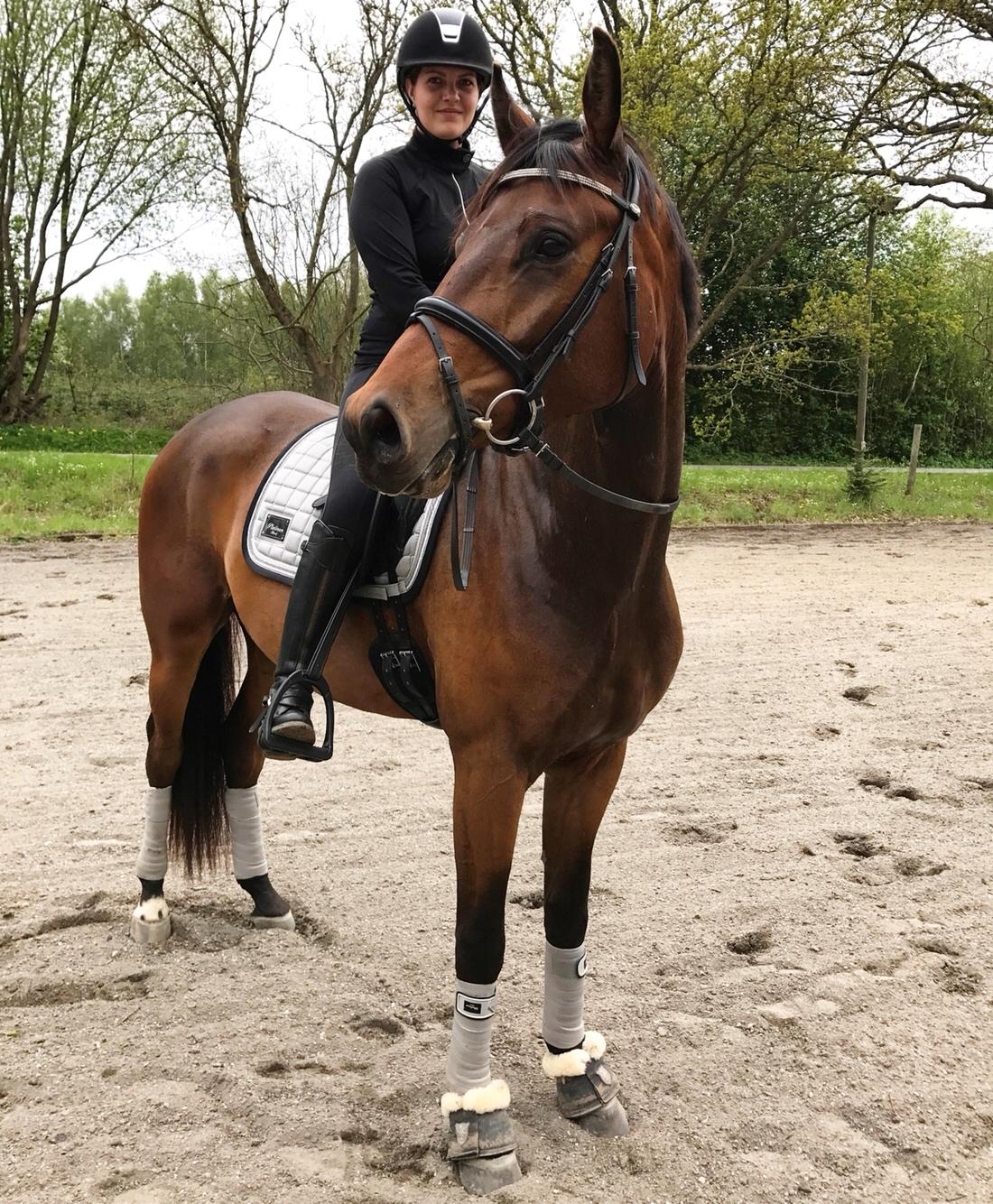 Dansk Varmblod Solbakken's Rocksley billede 19