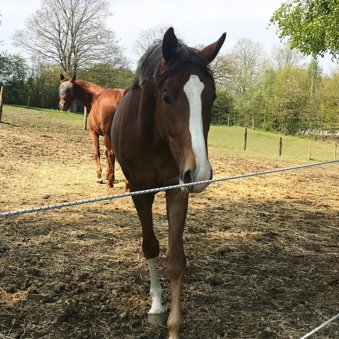 Dansk Varmblod Gørklintgårds Gratia billede 19
