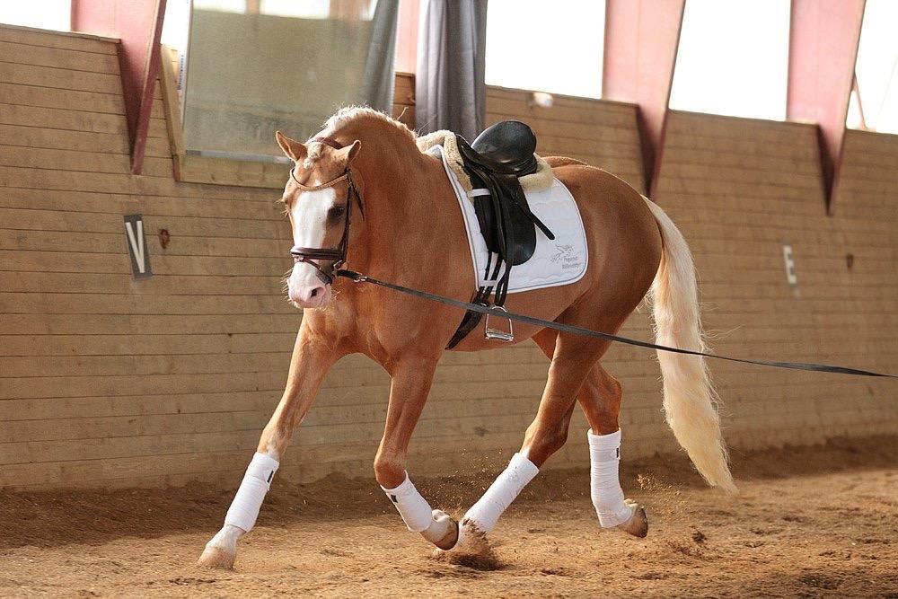 Palomino Richelieu's Fièvre d'or billede 42