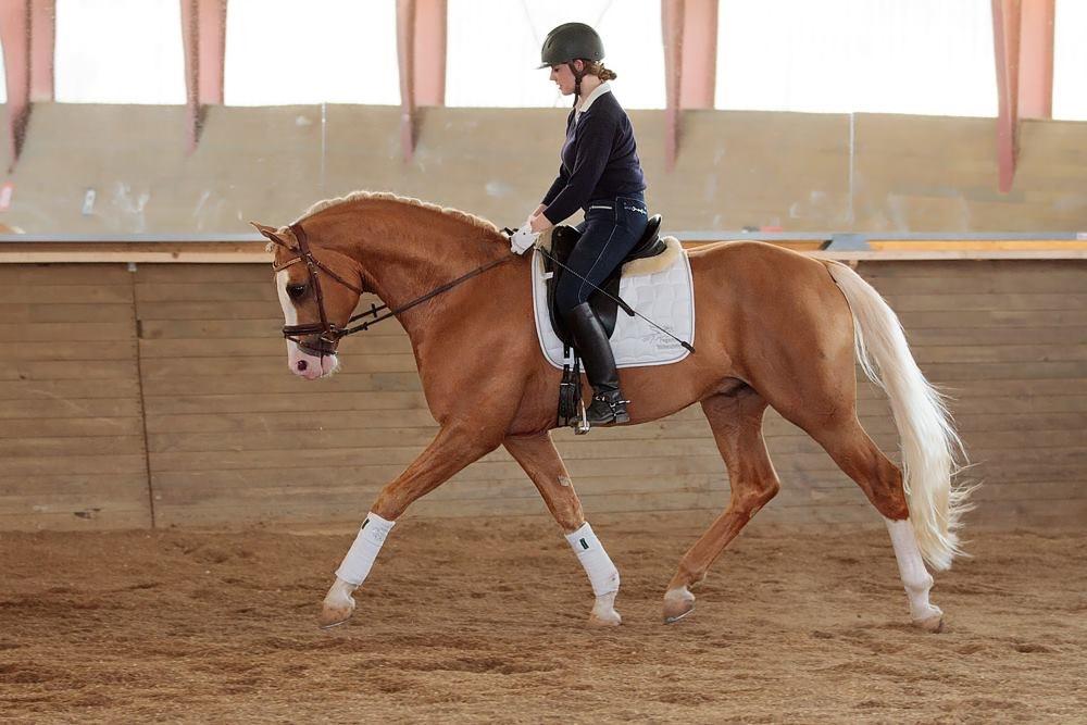 Palomino Richelieu's Fièvre d'or billede 44