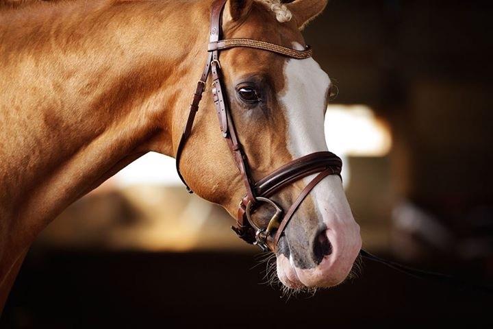 Palomino Richelieu's Fièvre d'or billede 49