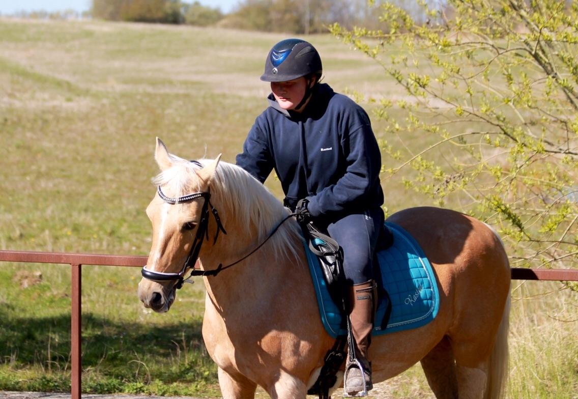 New Forest Nellie (Rain) billede 9