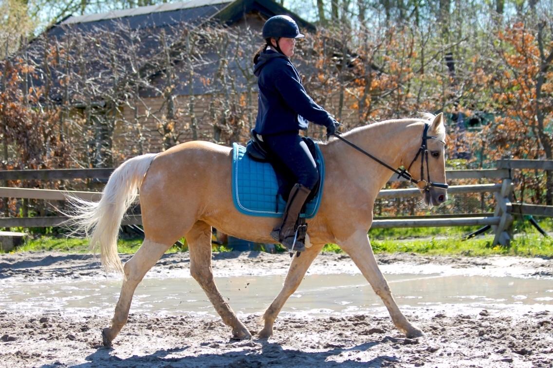 New Forest Nellie (Rain) billede 10