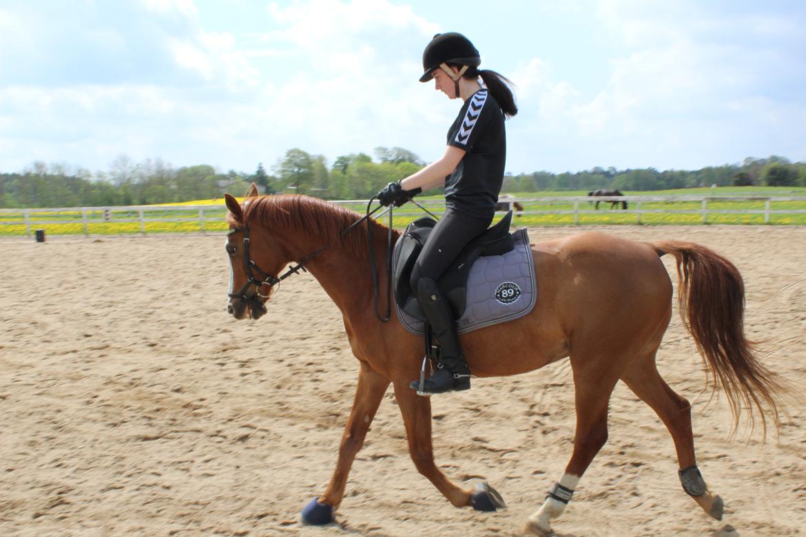 Hollandsk Sportspony Edo billede 8