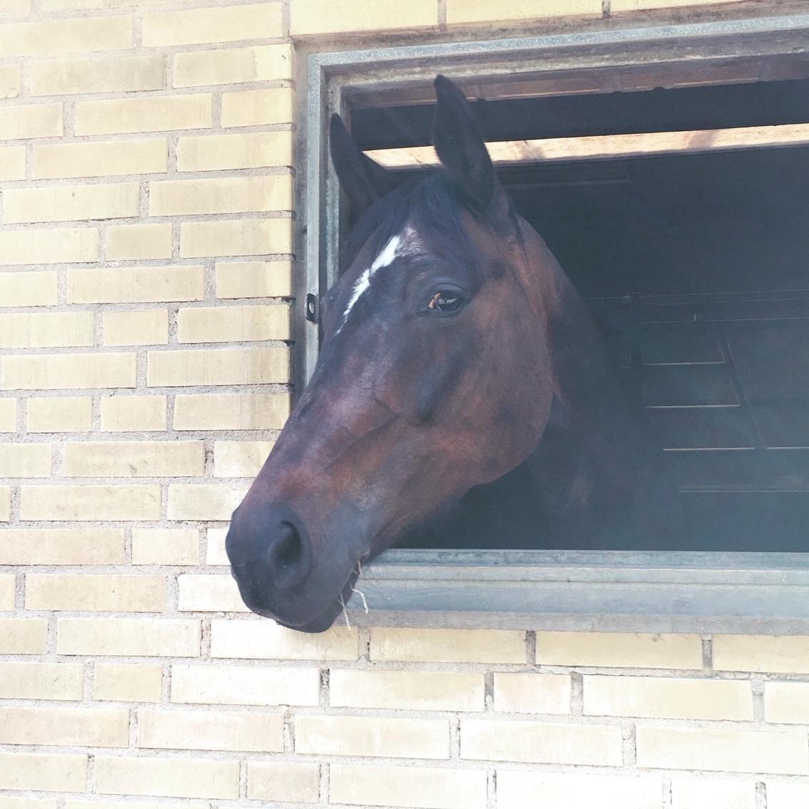 Trakehner Catwalk himmelhest billede 9