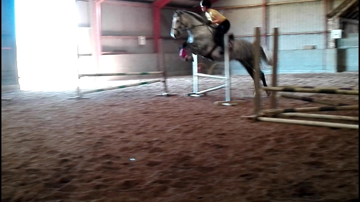 Anden særlig race • KASMIR  •  - 70cm billede 16