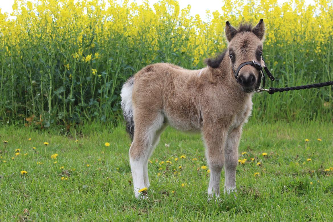 Shetlænder Veldt's Walando - Walando 1 uge og 4 dage gammel D. 14/5-17 billede 3
