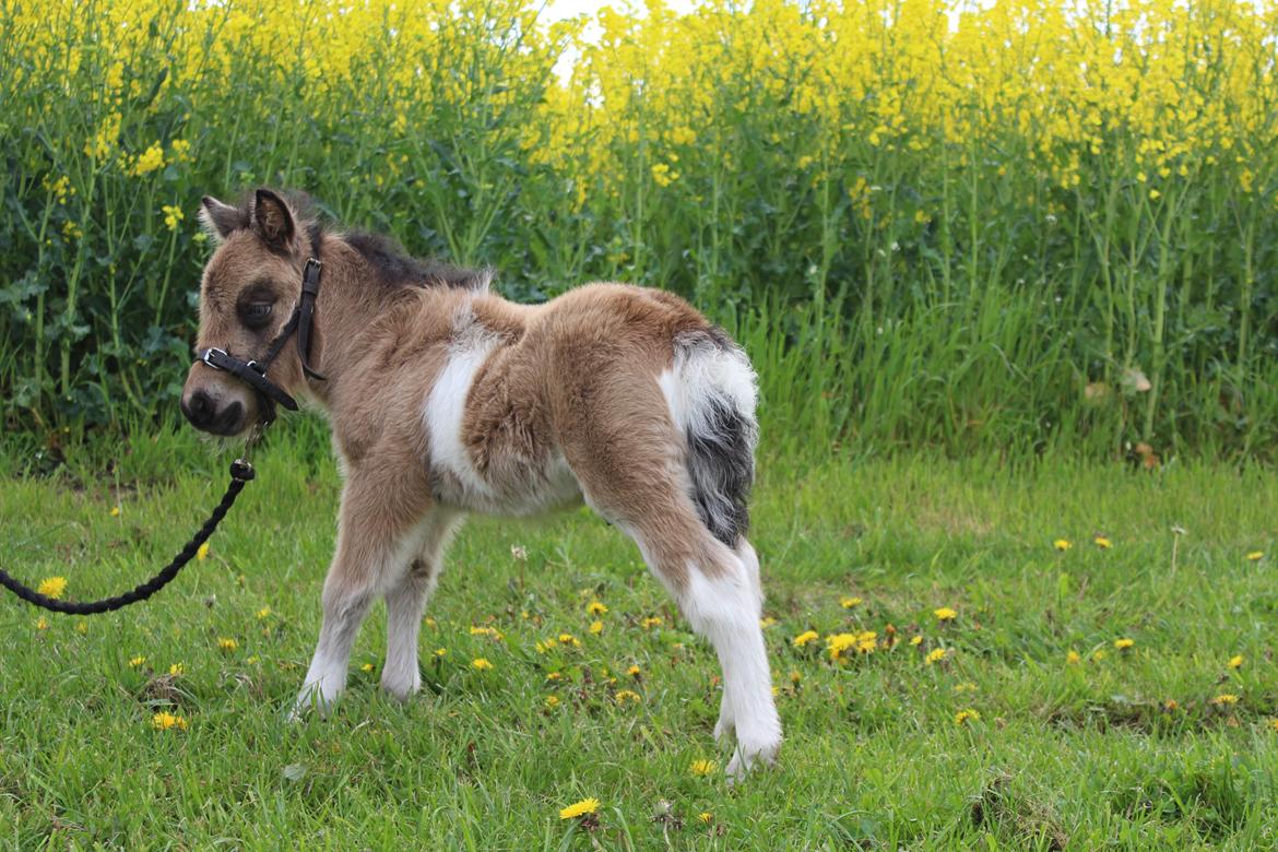 Shetlænder Veldt's Walando - Walando 1 uge og 4 dage gammel D. 14/5-17 billede 4