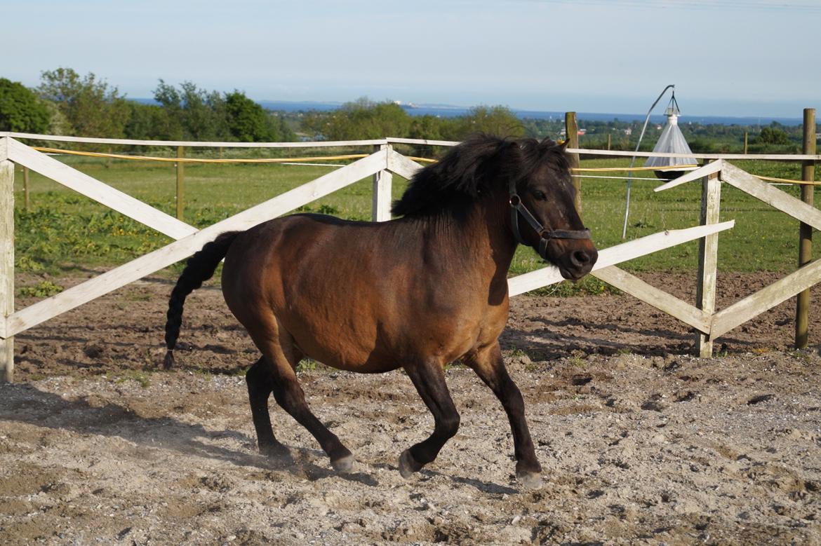 Shetlænder Laban billede 11