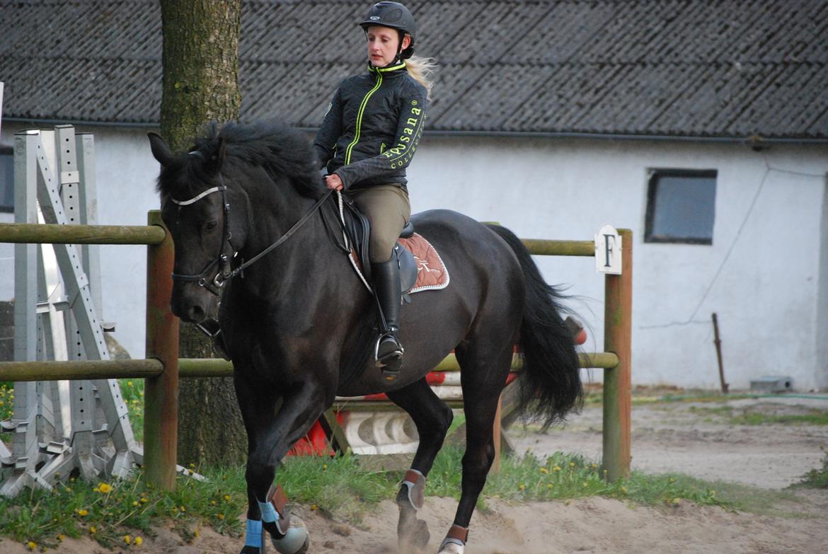 Anden særlig race Kashmir billede 17