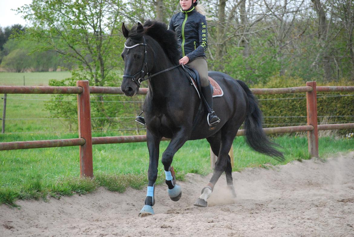 Anden særlig race Kashmir billede 2