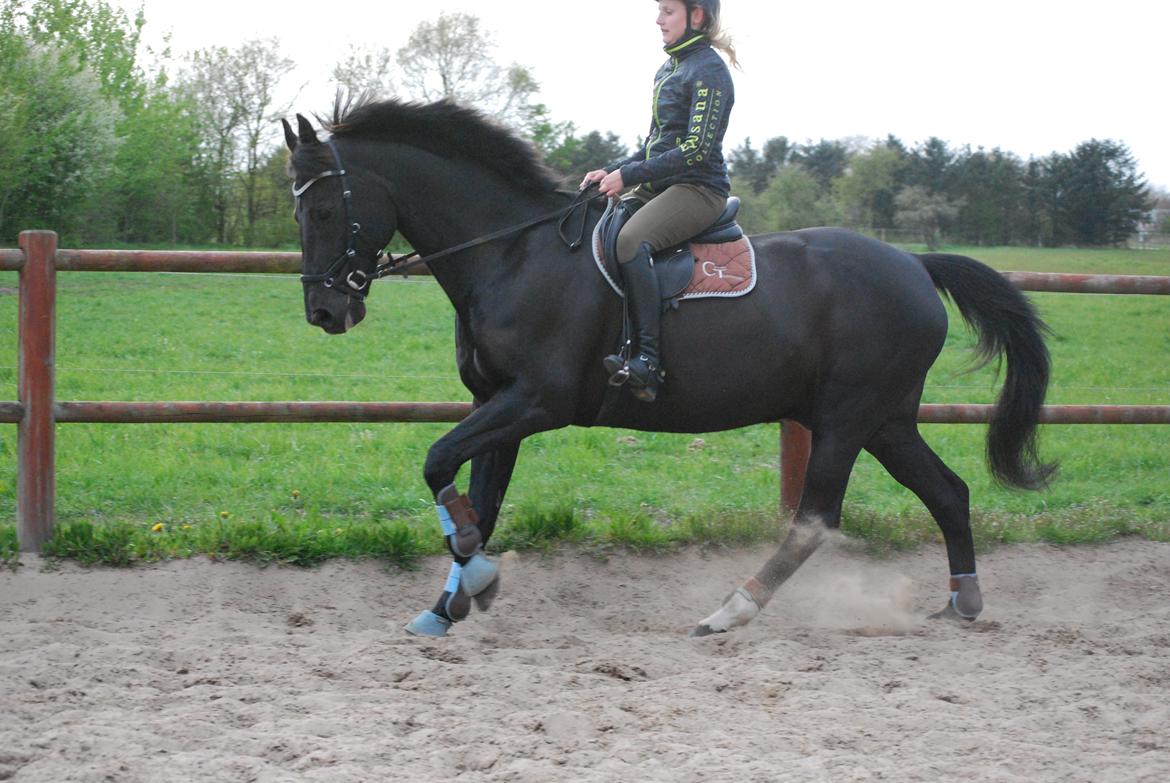 Anden særlig race Kashmir billede 11