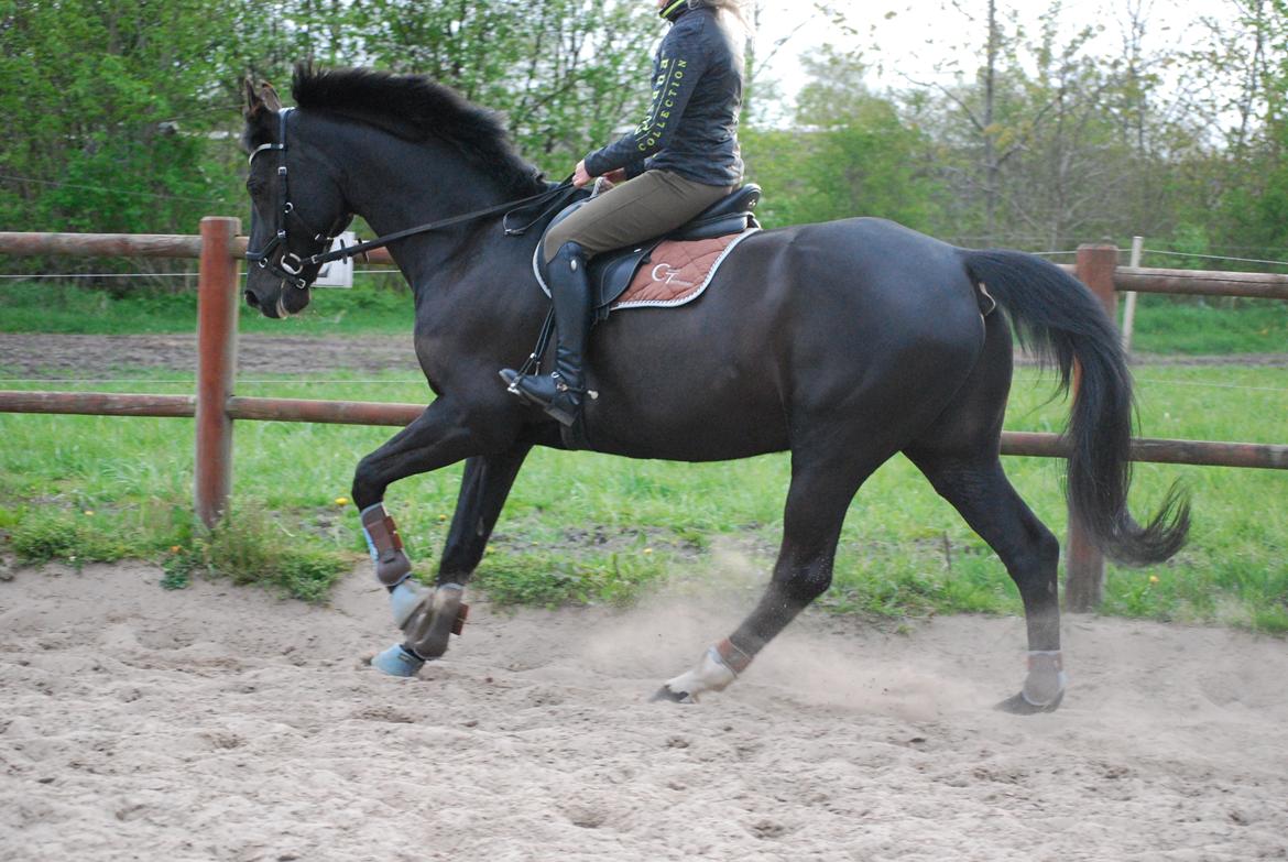 Anden særlig race Kashmir billede 8