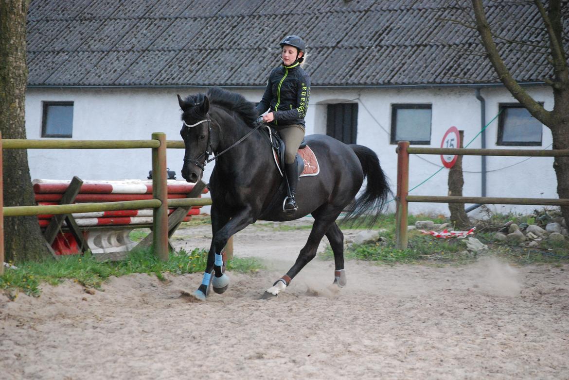 Anden særlig race Kashmir billede 14