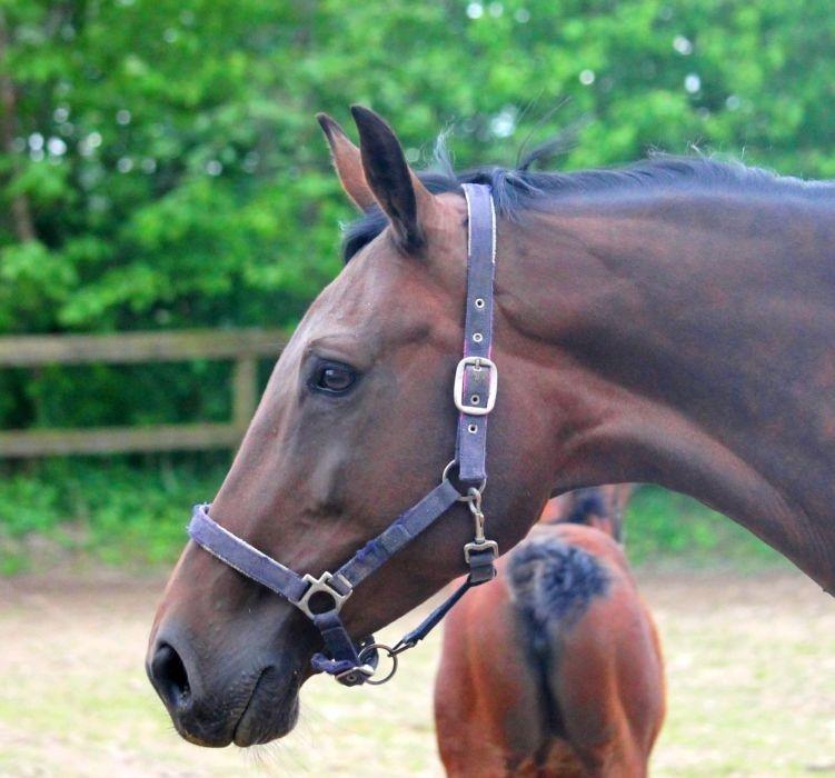 Tysk Oldenburger Simenon Bastbjerg billede 11