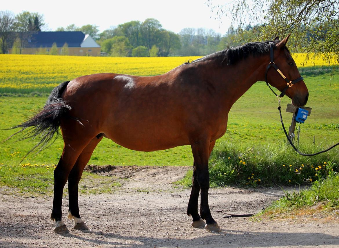 Tysk Oldenburger Simenon Bastbjerg billede 5