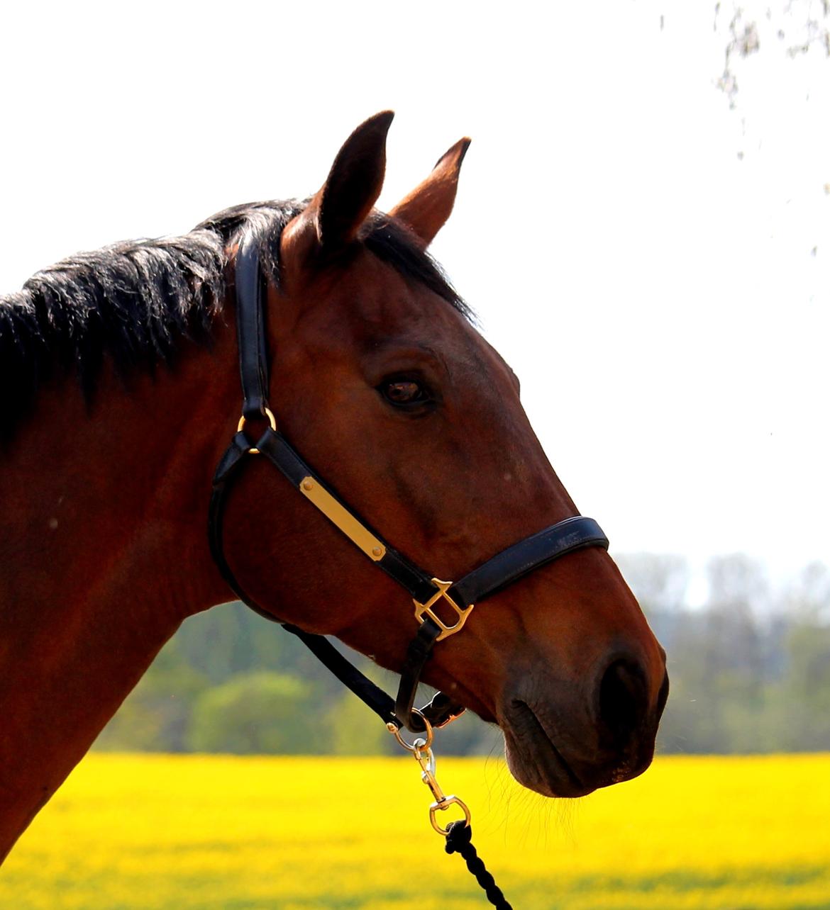 Tysk Oldenburger Simenon Bastbjerg billede 7