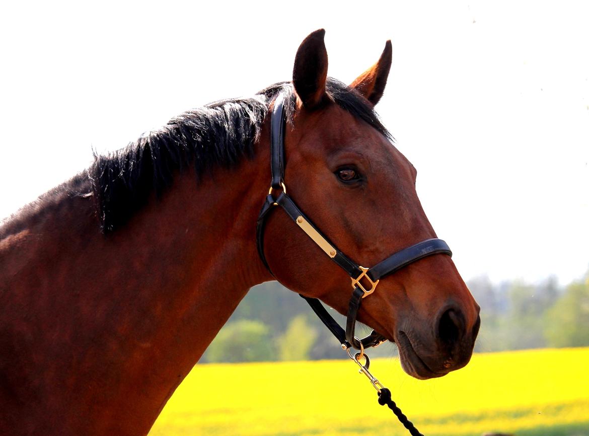 Tysk Oldenburger Simenon Bastbjerg billede 1