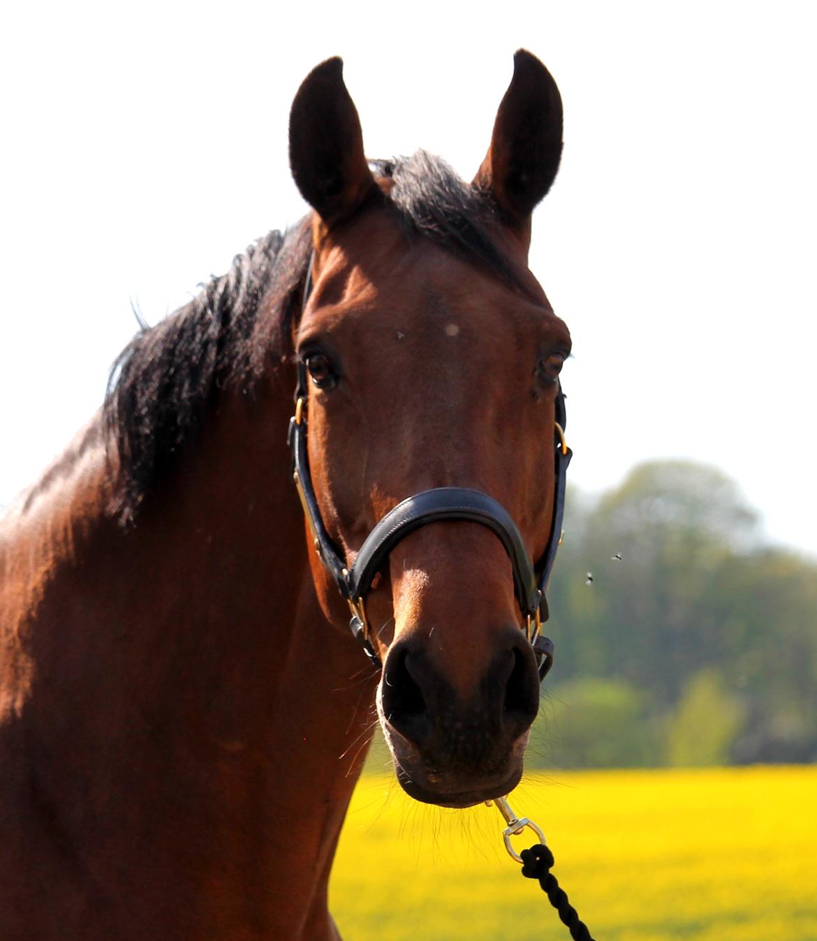 Tysk Oldenburger Simenon Bastbjerg billede 8