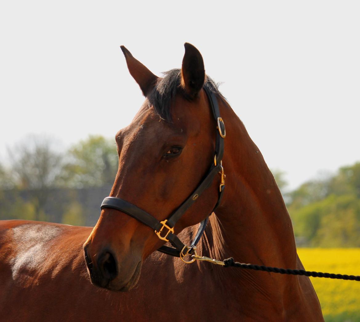 Tysk Oldenburger Simenon Bastbjerg billede 9