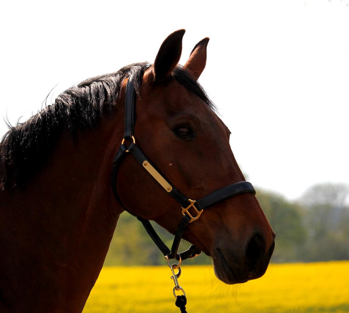 Tysk Oldenburger Simenon Bastbjerg billede 10