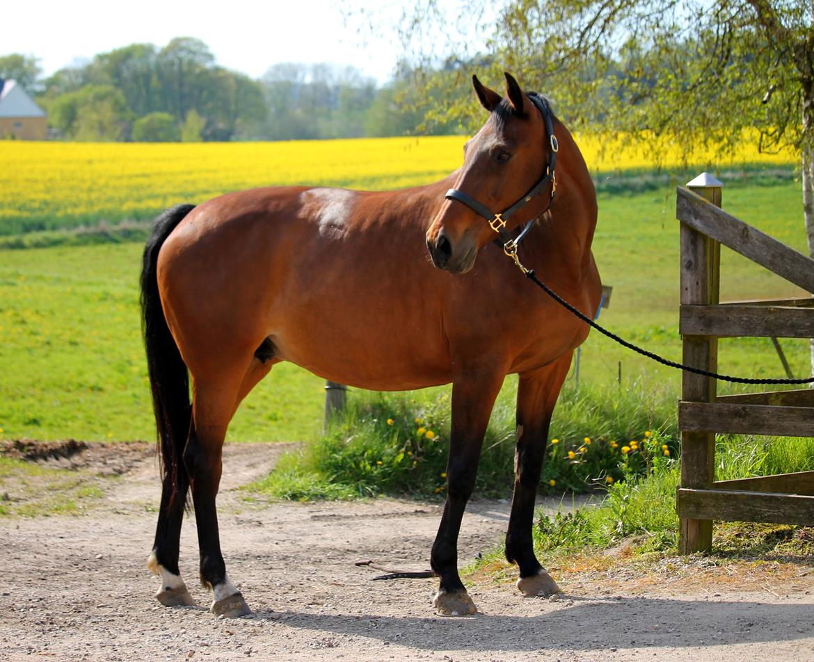 Tysk Oldenburger Simenon Bastbjerg billede 6