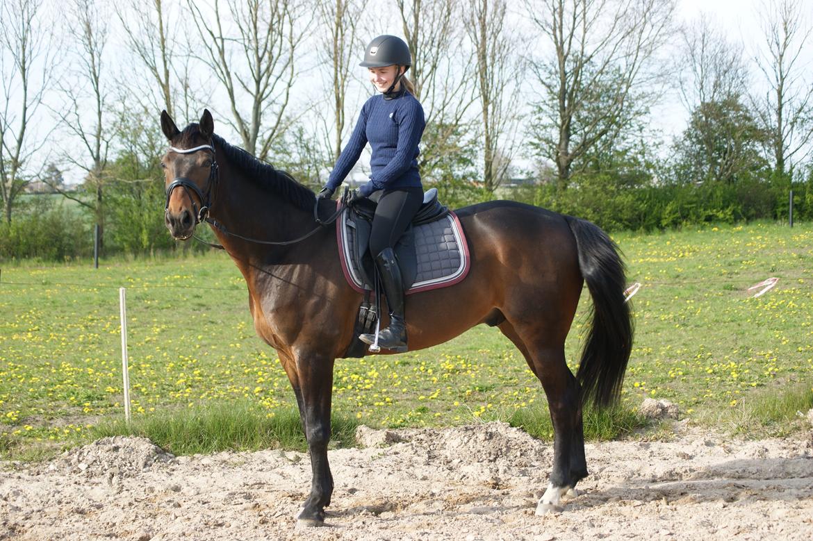 Dansk Varmblod Amu billede 6