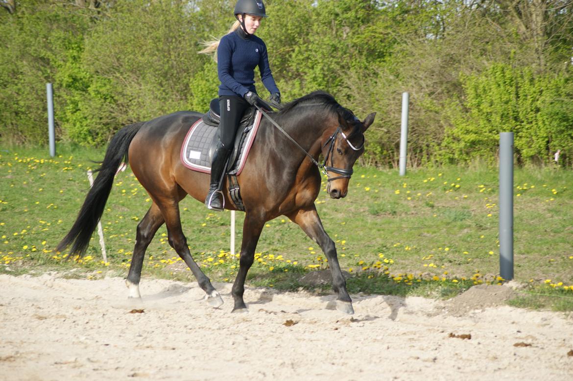 Dansk Varmblod Amu billede 8