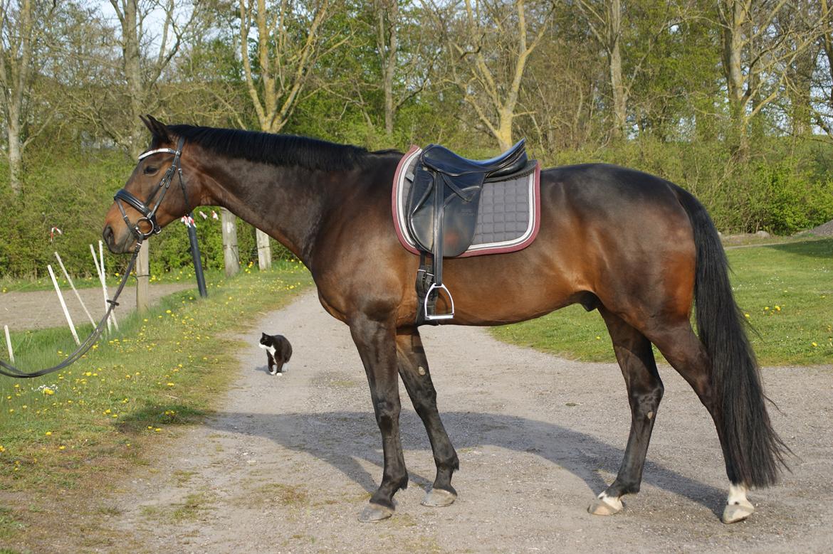 Dansk Varmblod Amu billede 11