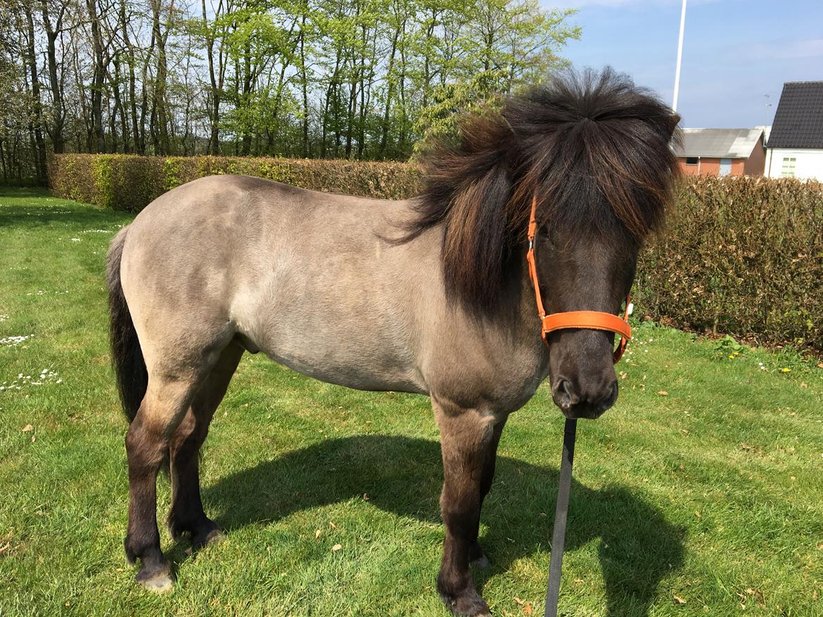 Islænder Þór frá tjörn billede 13