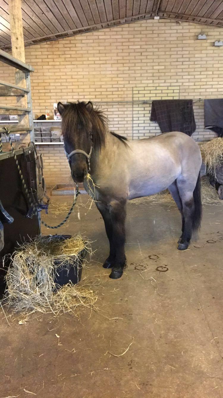 Islænder Þór frá tjörn billede 17