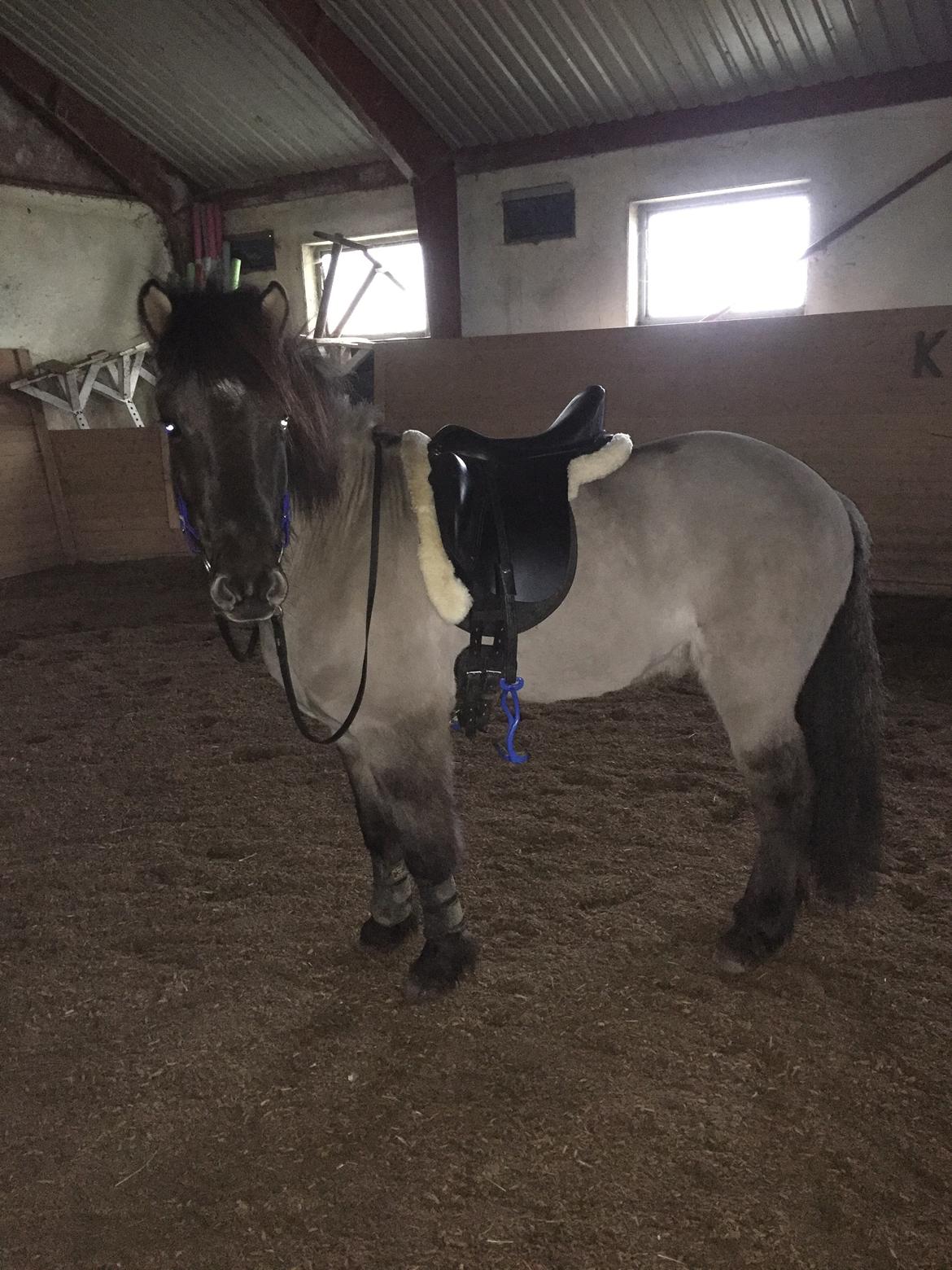 Islænder Þór frá tjörn billede 14