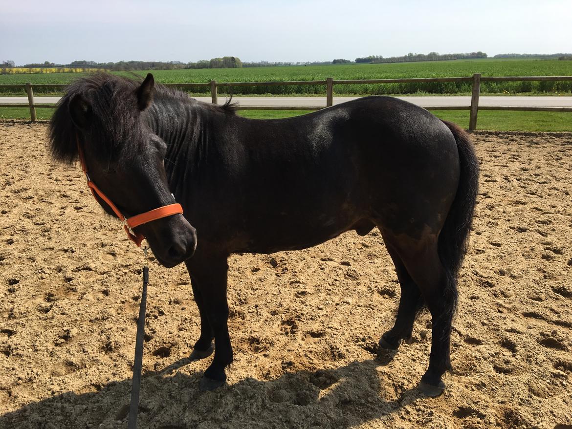 Islænder Gauski billede 10