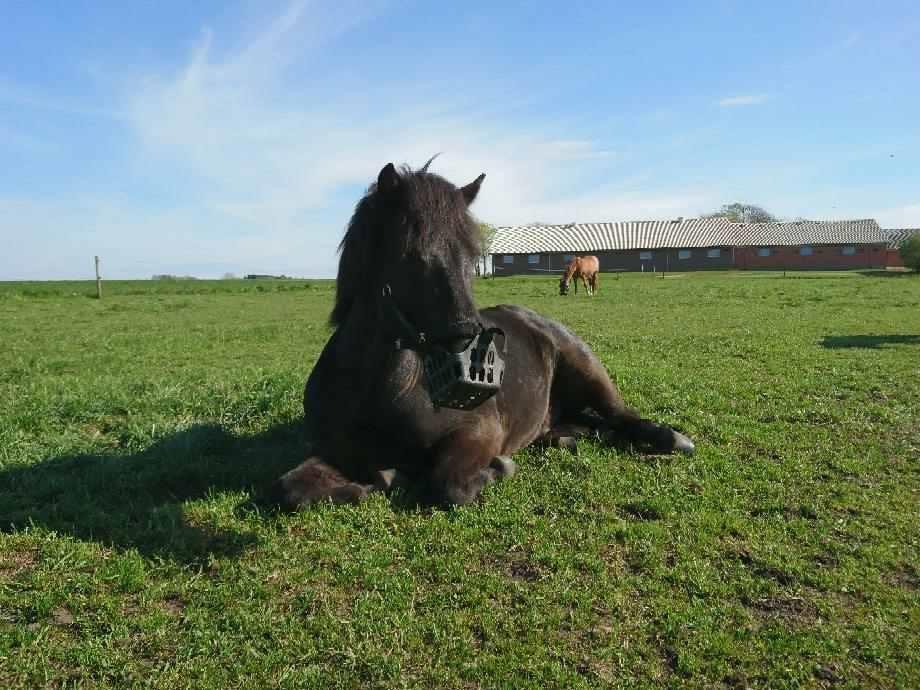 Islænder Gauski billede 11