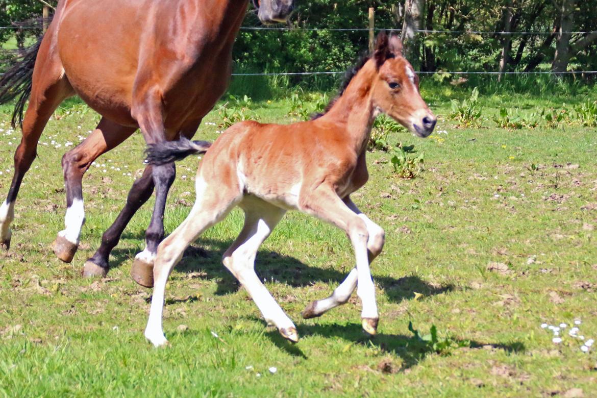 DSP Bjerring's trouble SPH 252 billede 22