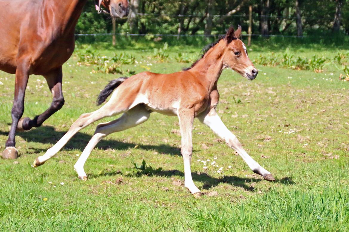 DSP Bjerring's trouble SPH 252 billede 21