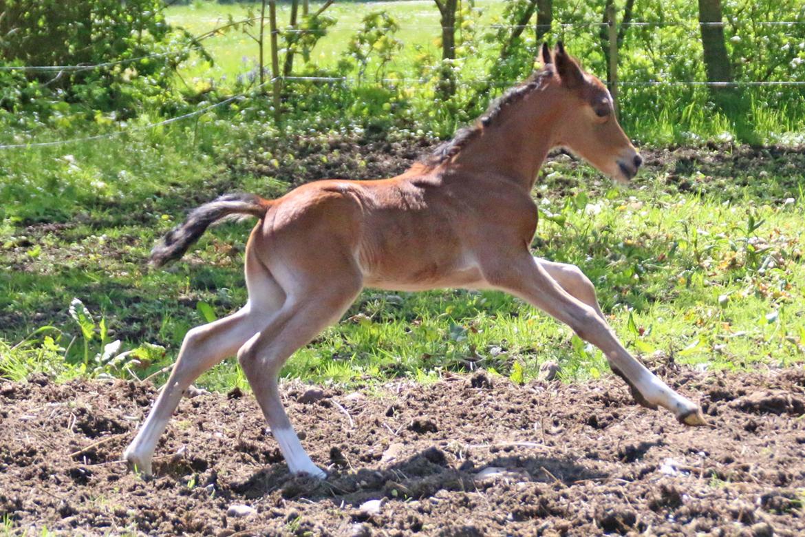 DSP Bjerring's trouble SPH 252 billede 24