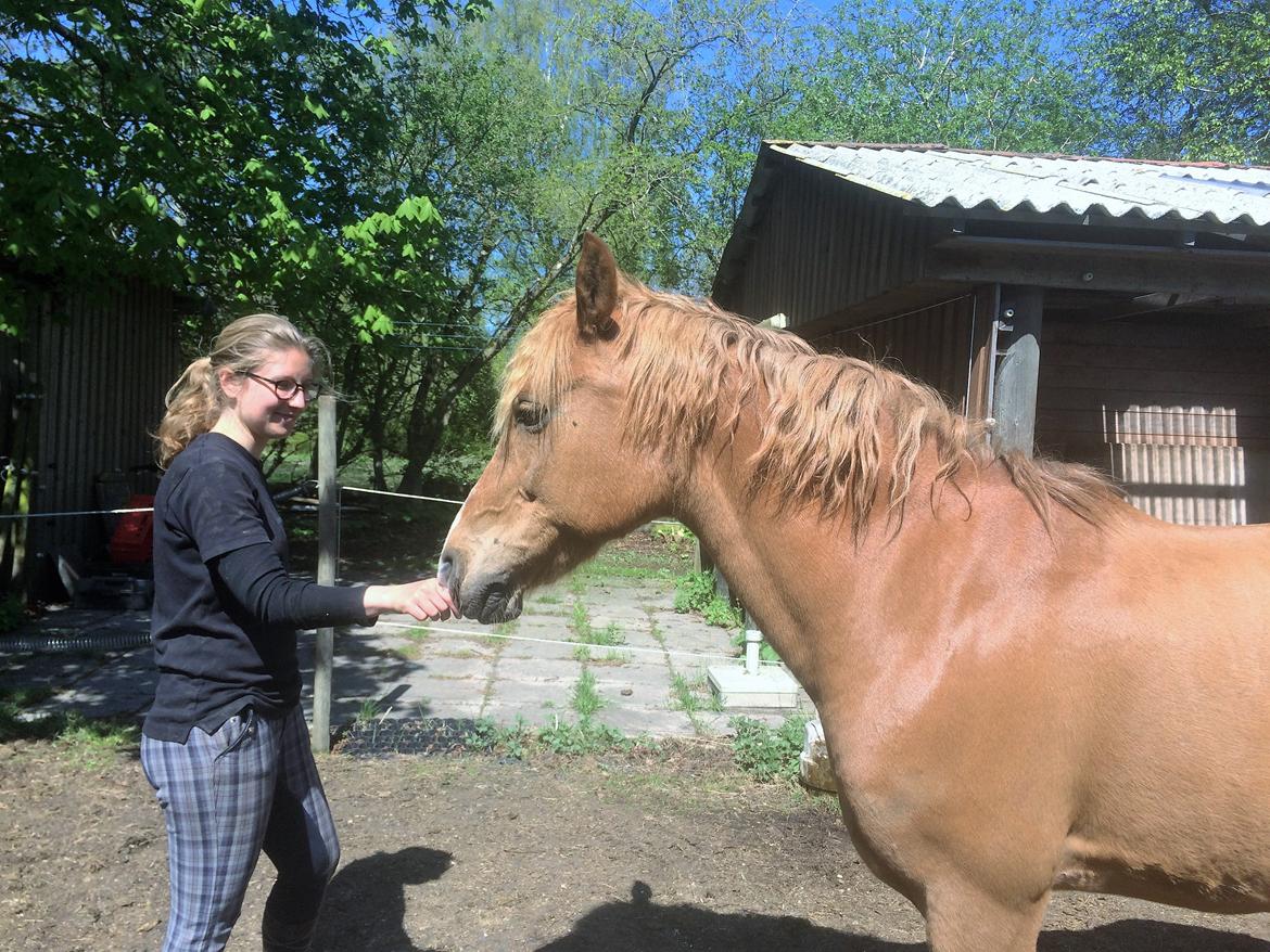 Anden særlig race Speedy billede 8