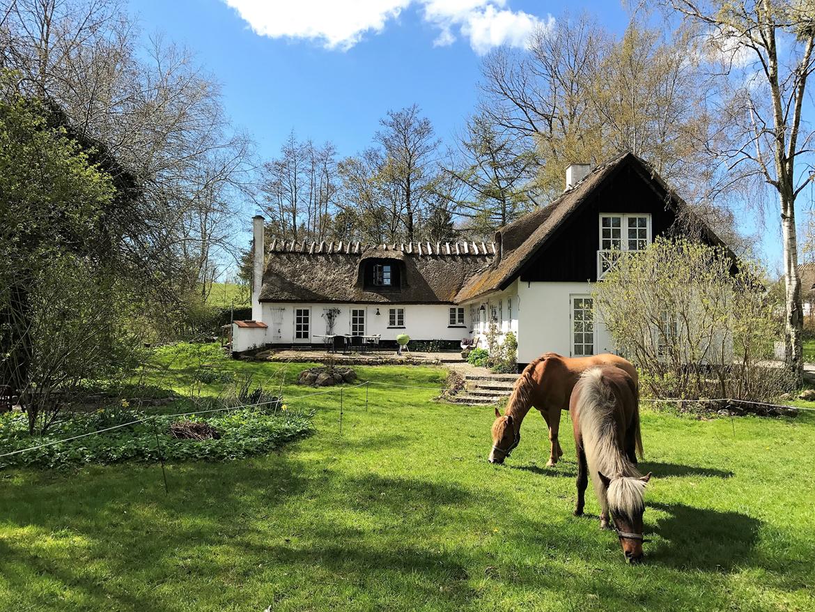 Anden særlig race Speedy - Hestene græsser i haven billede 9