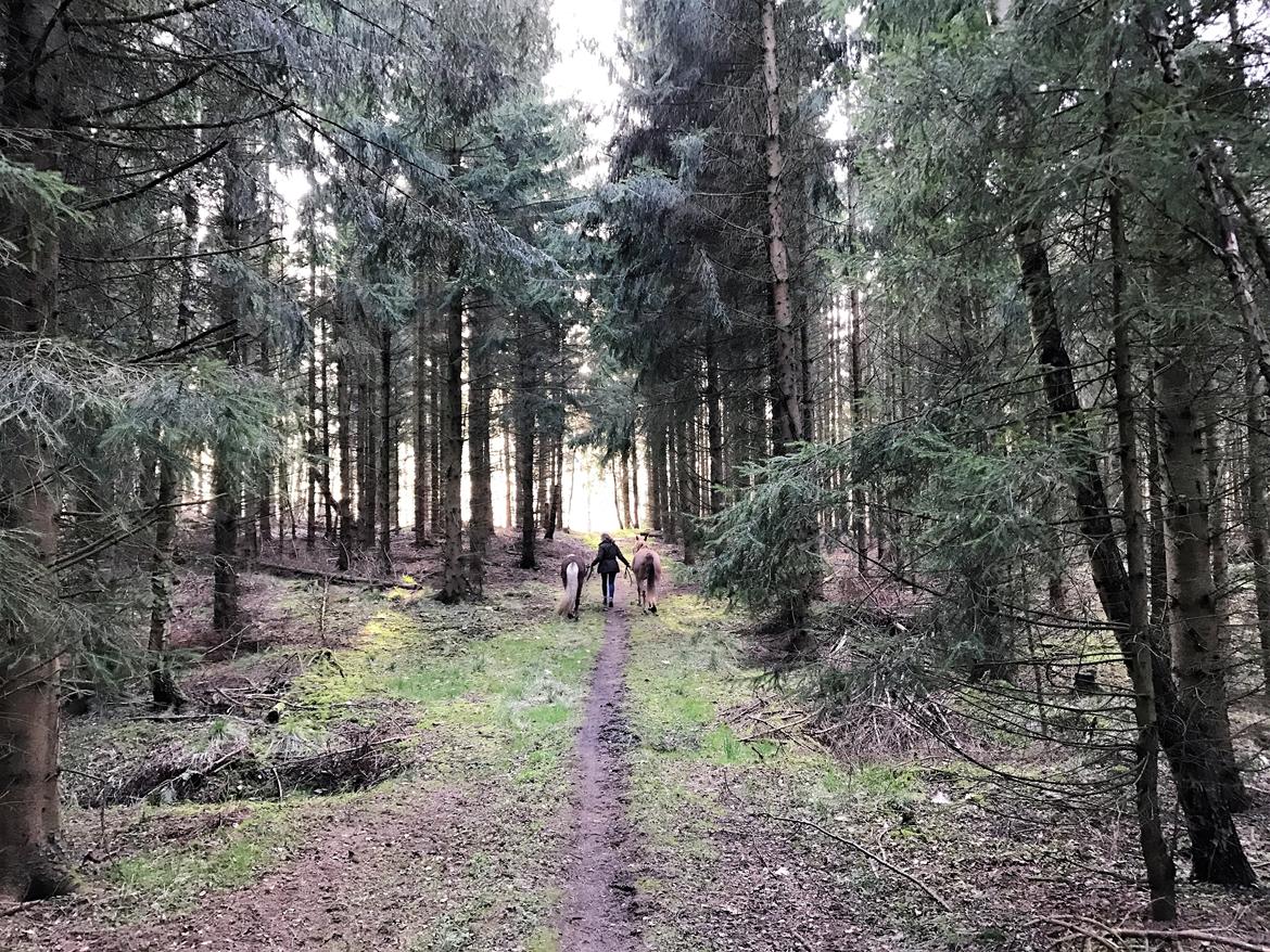 Anden særlig race Speedy billede 11