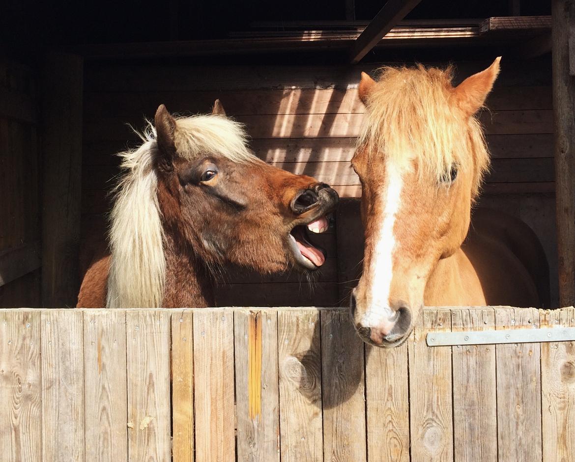Anden særlig race Speedy - Speedy og Flika er flyttet hjem til os selv. billede 12
